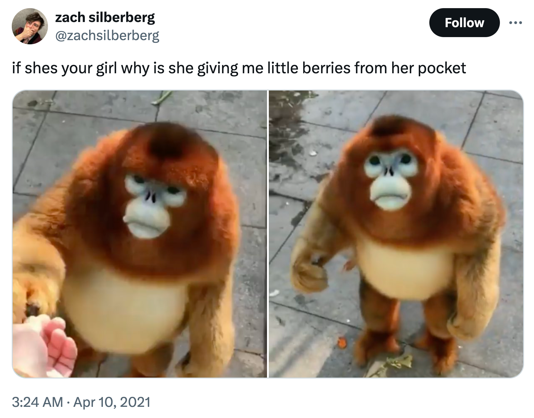 Tweet with screenshots of the golden snub-nosed monkey taking berries from a human and looking up soulfully at them. Text reads, 'if shes your girl why is she giving me little berries from her pocket'