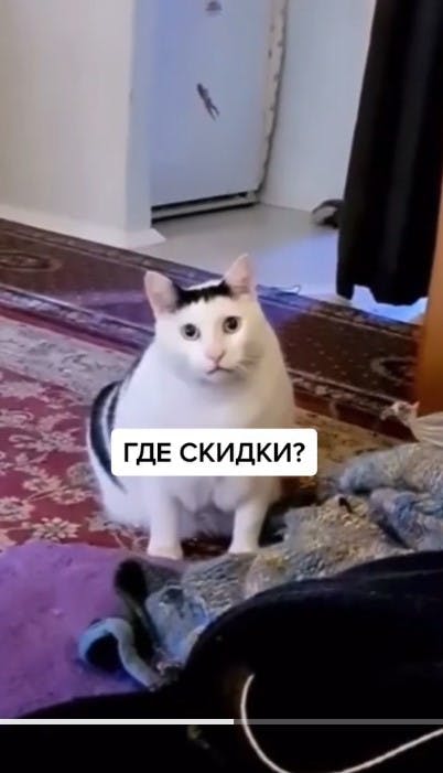 huh cat with russian text that reads 'where are the discounts?'