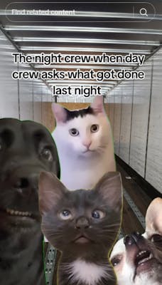 huh cat in meme that reads "when the day crew asks what gone done last night"
