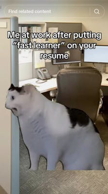 huh cat yelling with caption "me at work after putting 'fast learner' on your resume"