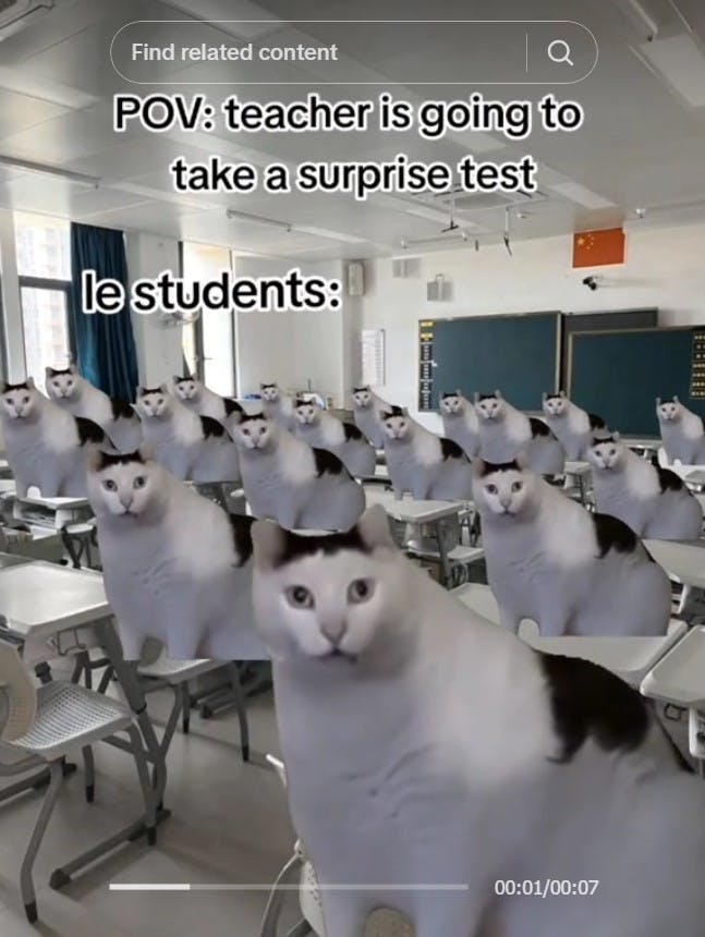 classroom full of huh cats with caption 'POV: teacher is going to take a surprise test'