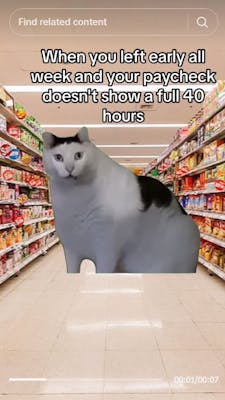 huh cat in grocery store aisle with caption "When you left early all week and your paycheck doesn't show a full 40 hours"