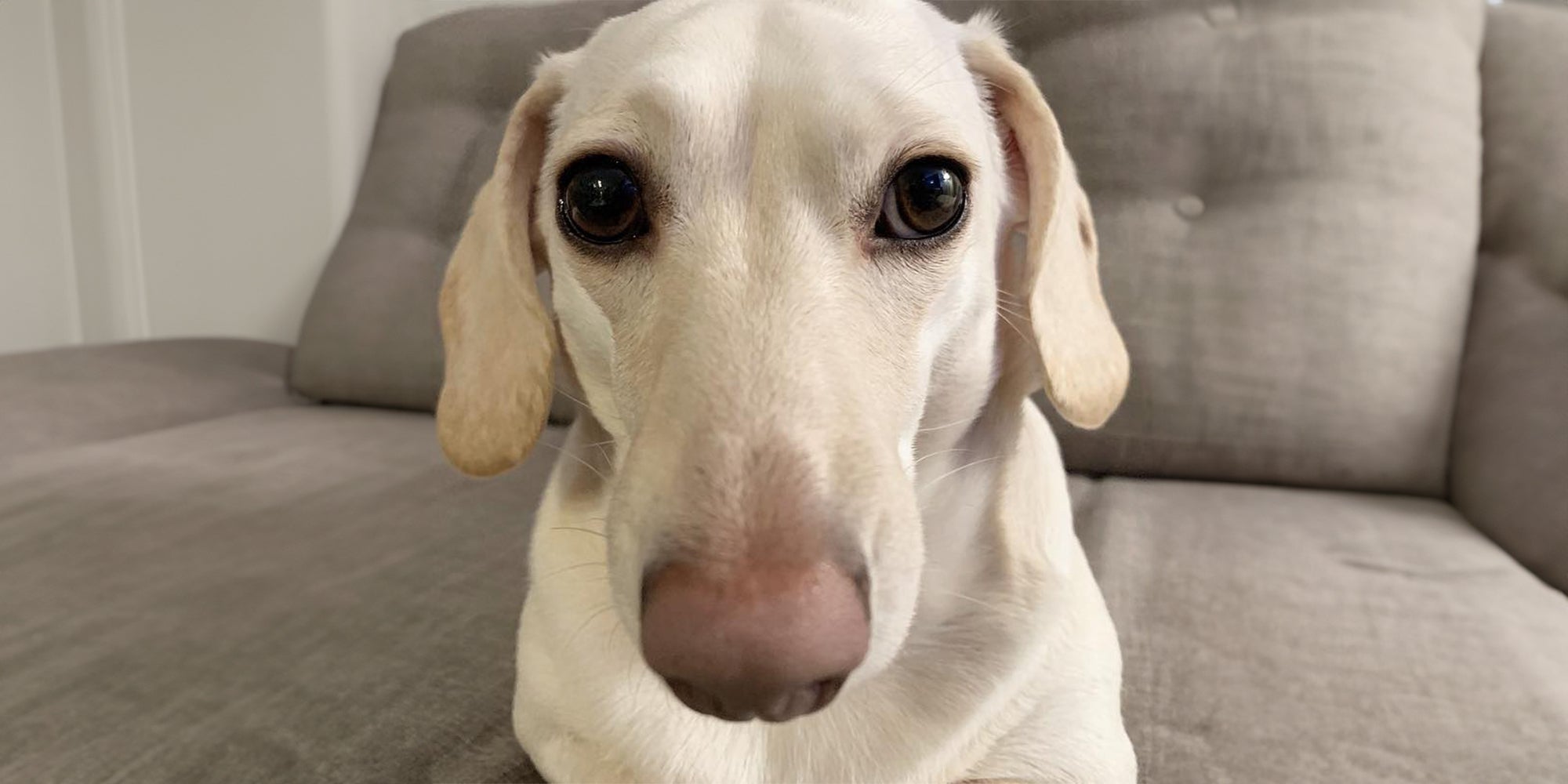 I wish I could tag my dog in dog memes and be like “Hahaha! That's so you!”  and he'd just sit there giving me that judgmental side-eye. 😂 Does your  dogs do, image size:2000x1000