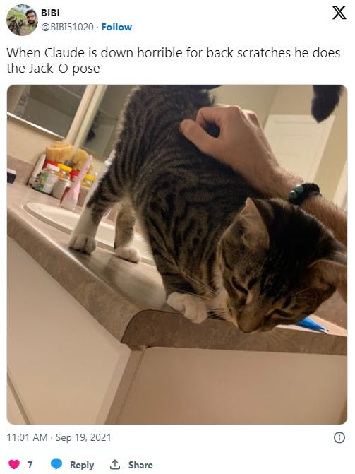 cat in jack-o pose