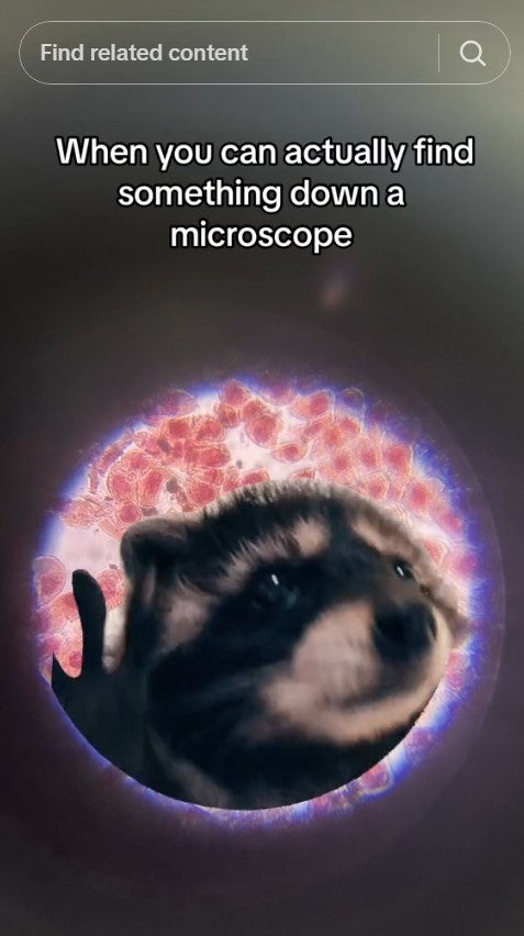 pedro raccoon in a petri dish with caption 'when you can actually find something down a microscope'