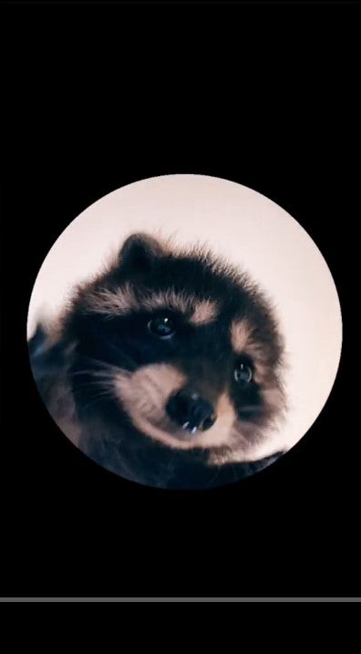 Ginger the Racoon, who became known on TikTok as the Pedro Raccoon