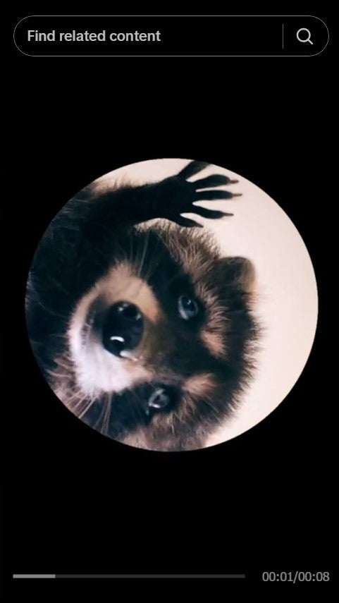 Pedro raccoon