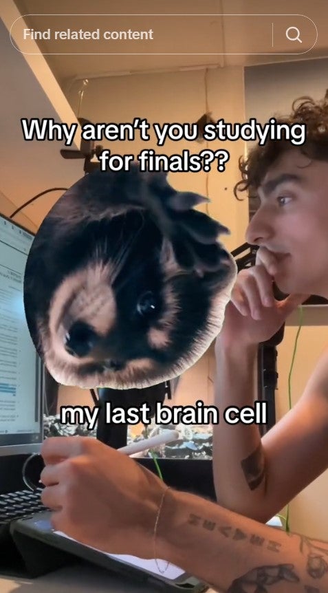 pedro raccoon in a meme that reads 'why aren't you studying for finals' with the raccoon as 'my last brain cell'