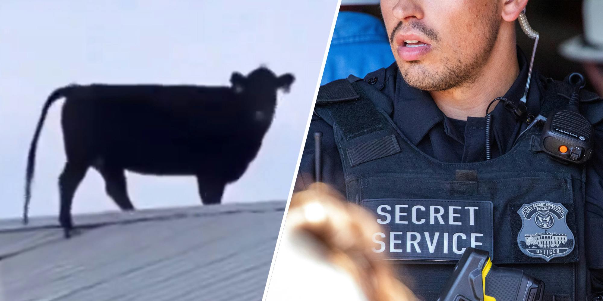 Cow on roof(l), Member of the secret service(r)