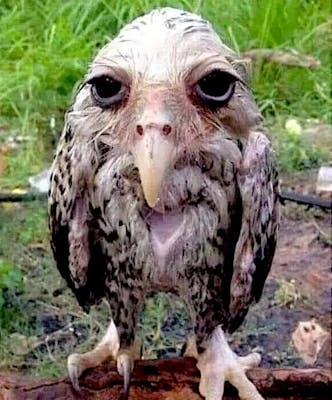 Wet owl