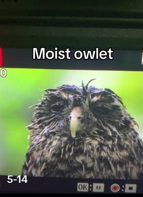 moist owlet