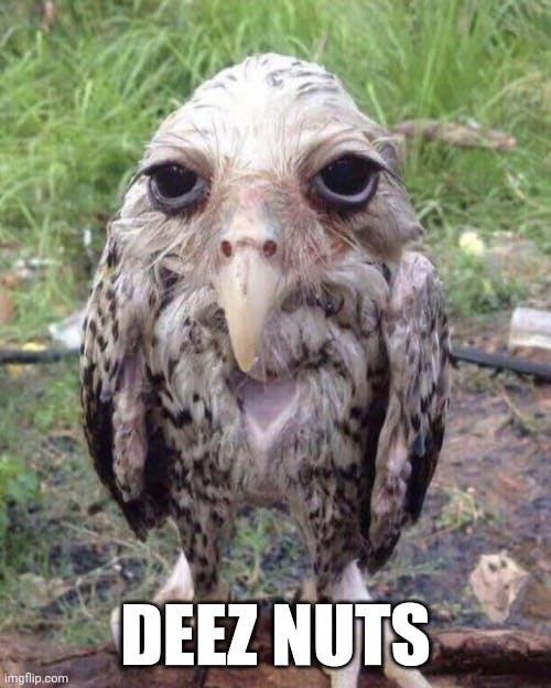 wet owl meme with caption 'deez nuts'