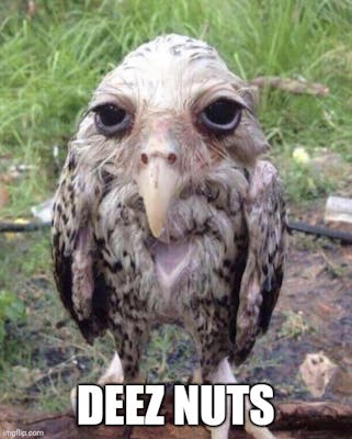 wet owl meme with caption "deez nuts"