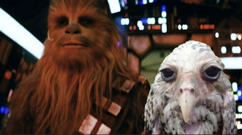wet owl photoshopped into a scene from Star Wars with Chewbacca