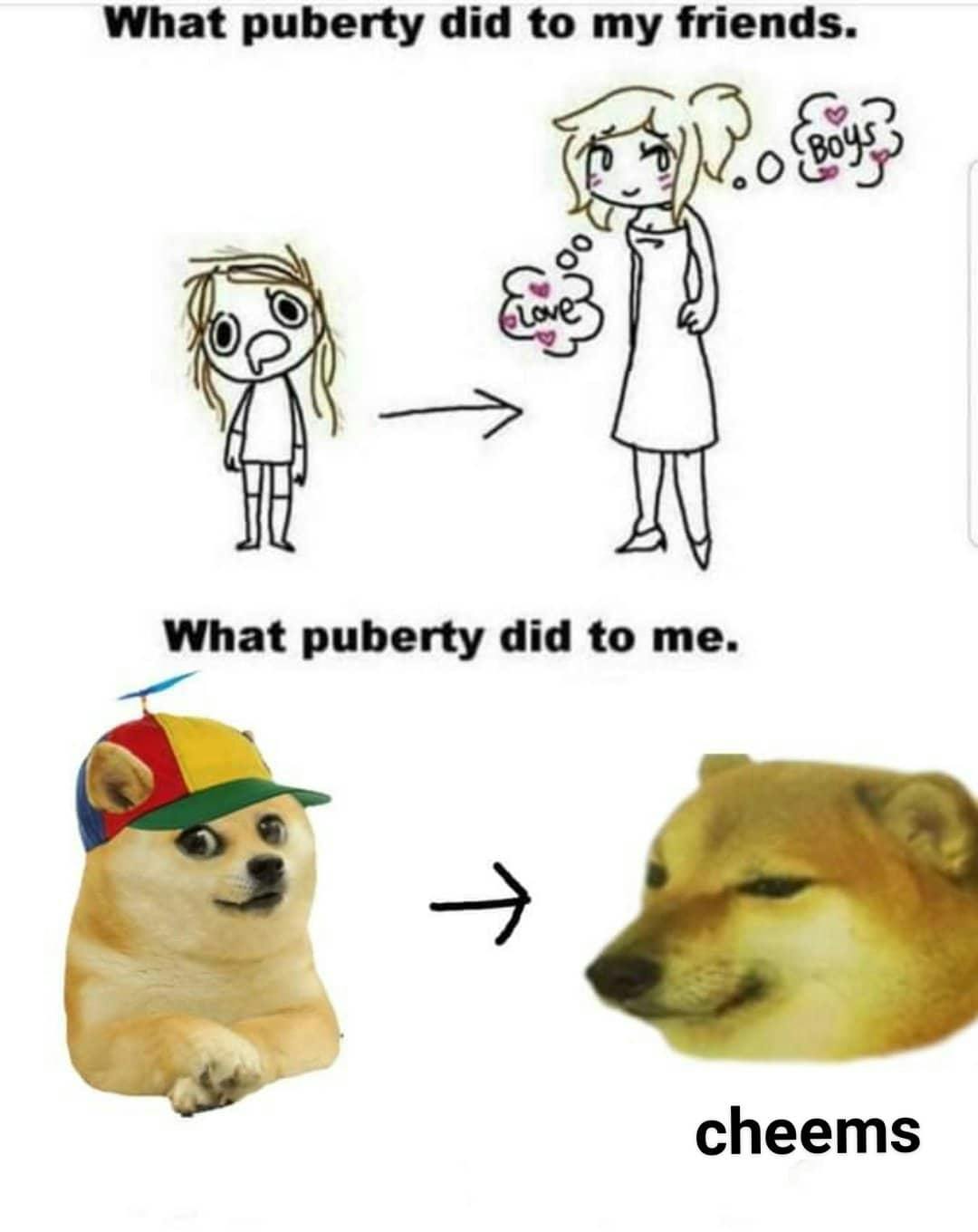 Cheems meme with Kabosu about puberty.