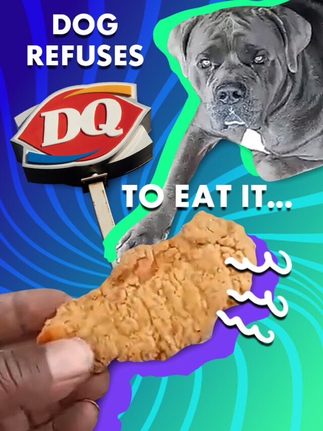 dog, chicken, and DQ sign over blue and green