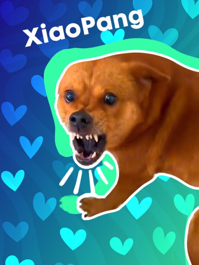 xiaopang dog over blue and green