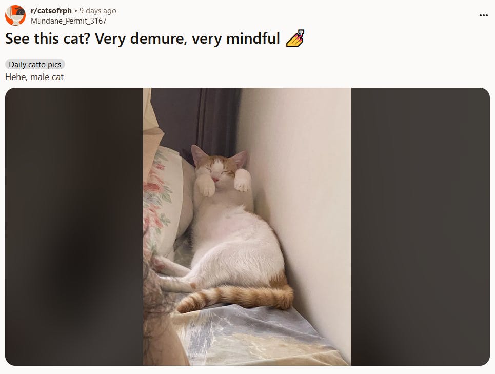 Demure meme with a photo of a cat lying on its back with paws in the air.