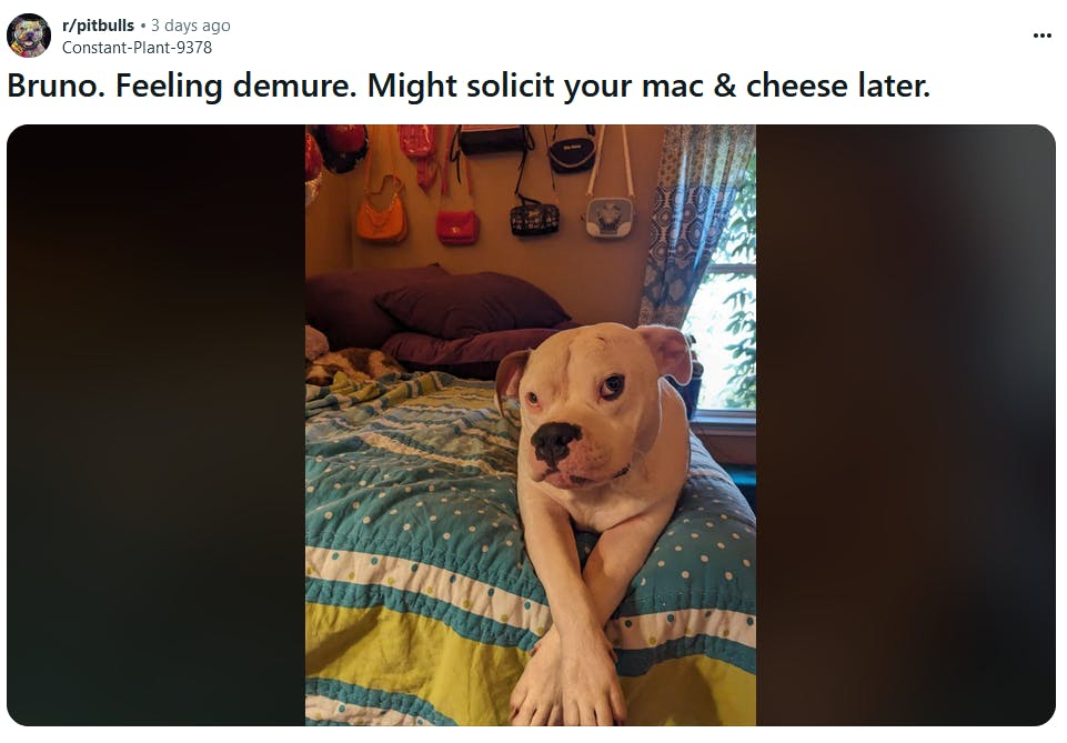 Demure meme with a photo of a pitbull with its legs crossed on a bed.