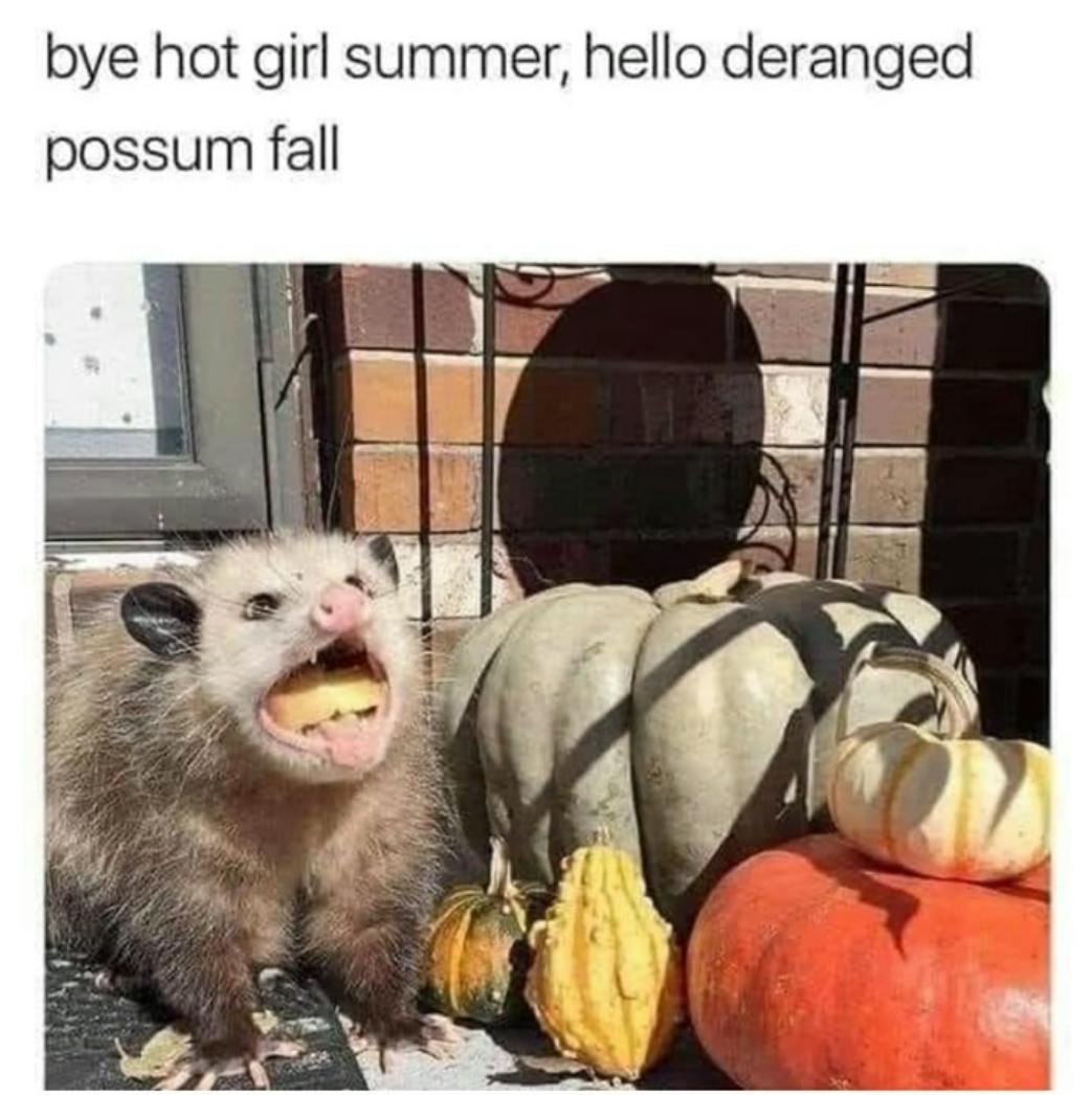 Fall meme that says, 'bye hot girl summer, hello deranged possum fall.' with a photo of a possum with a mouth full of squash, surrounded by pumpkins.