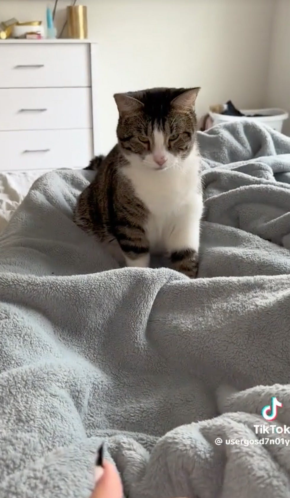 TikTok screenshot of a cat sitting judgmentally on a bed, looking at the camera.