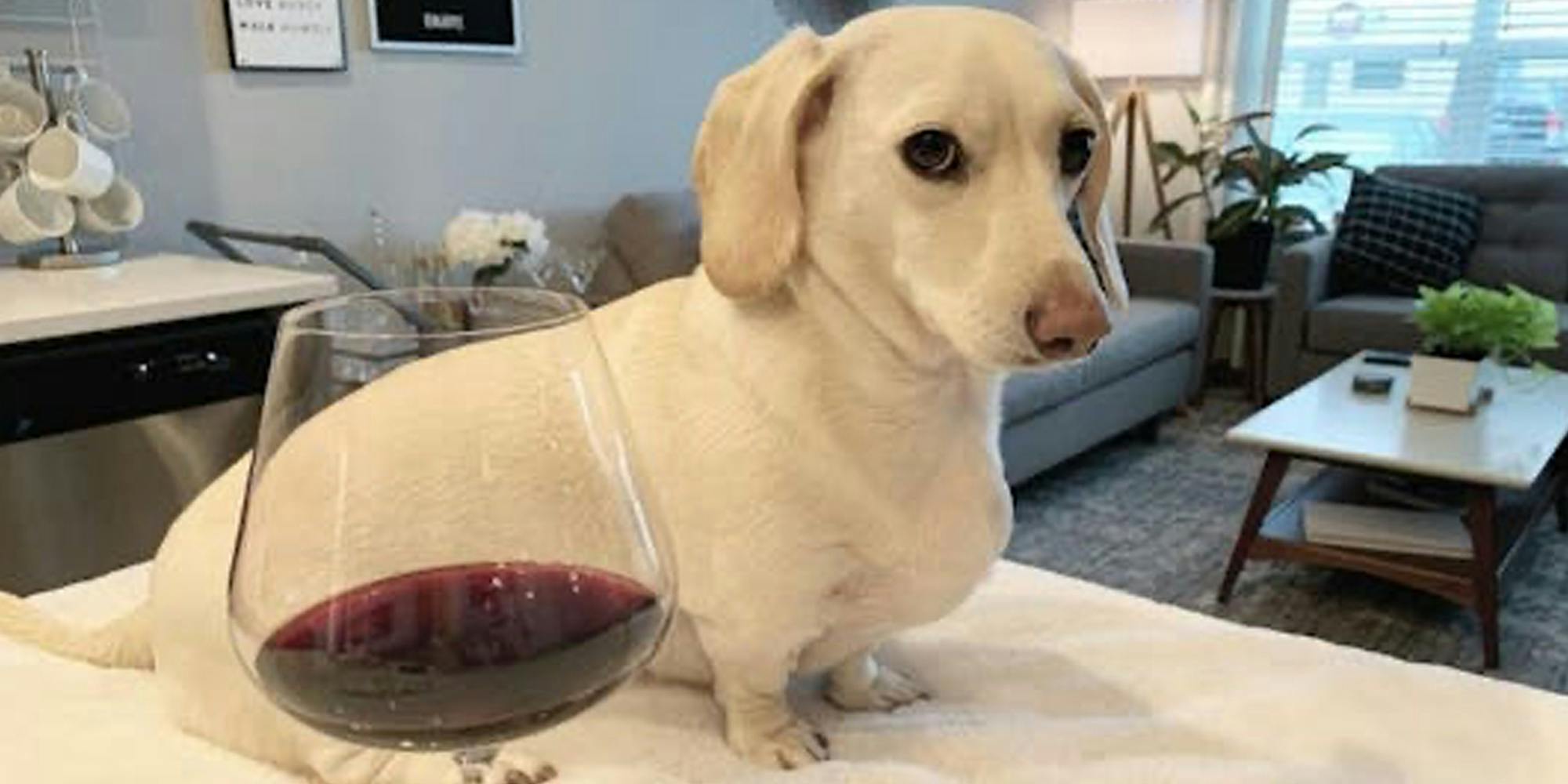 homophobic dog whitney chewston - a white dachshund sitting next to a glass of red wine