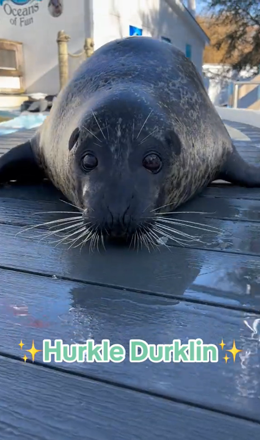 A seal lying down on wet planks. Text overlay reads, with sparkle emojis around the words, 'Hurkle Durklin'