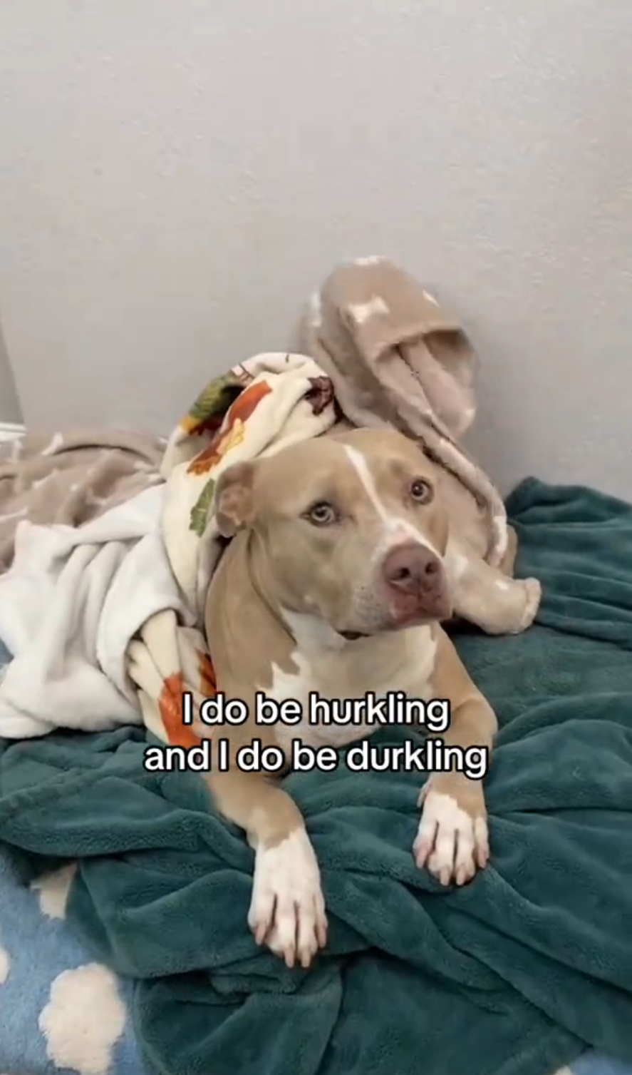 A sleepy pit bull lying in bed staring at the camera piteously. Text overlay reads, 'I do be hurkling and I do be durkling.'