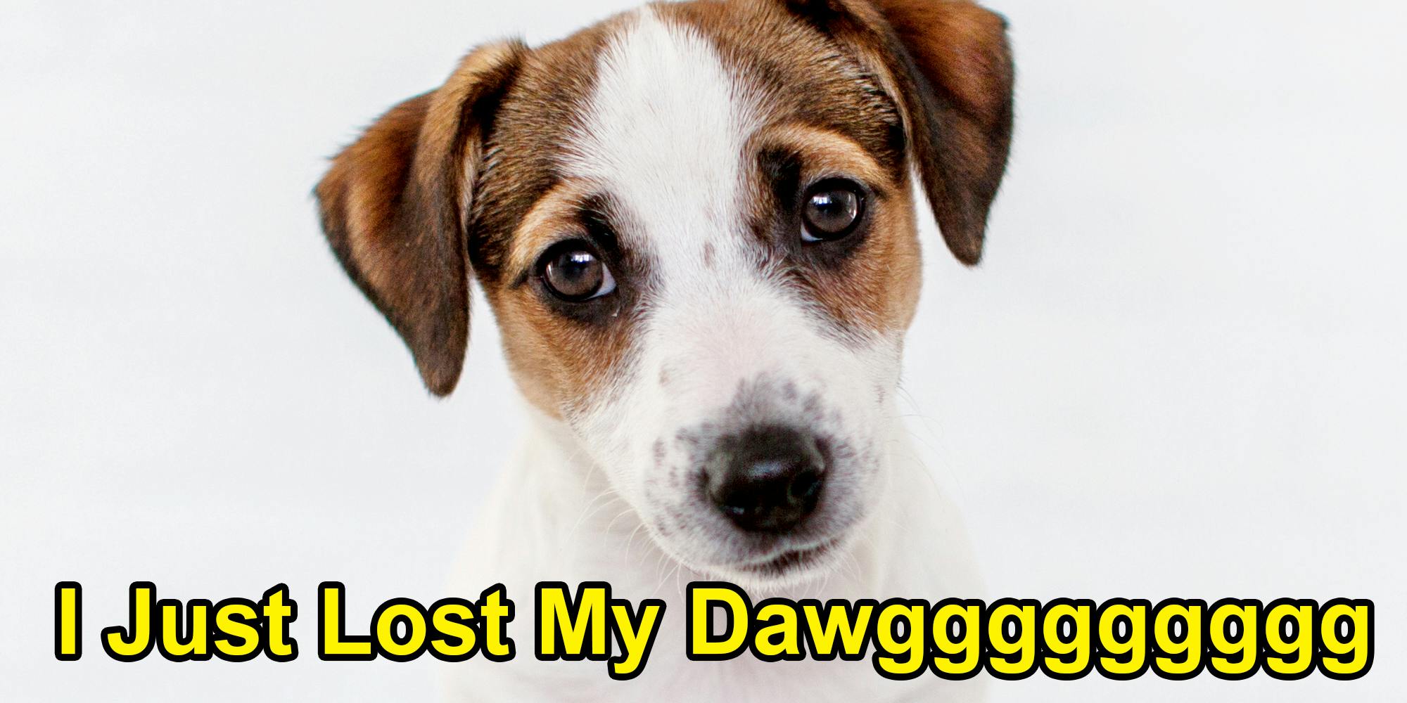 The ‘I Just Lost My Dawg’ meme, explained – VisionViral.com