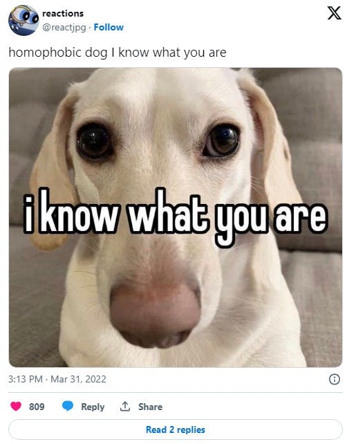 i know what you are meme homophobic dog Whitney Chewston