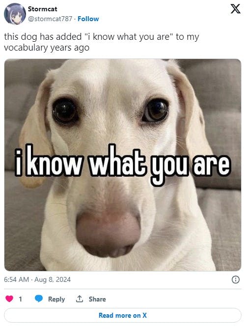 i know what you are vocabulary