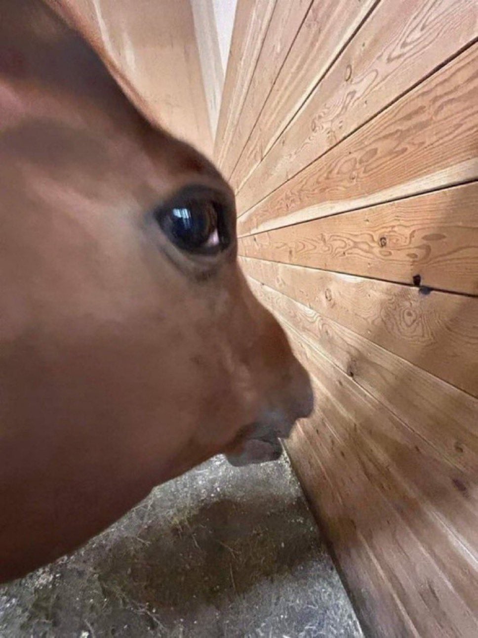 Side Eye Horse Meme Side Eye Horse Meme