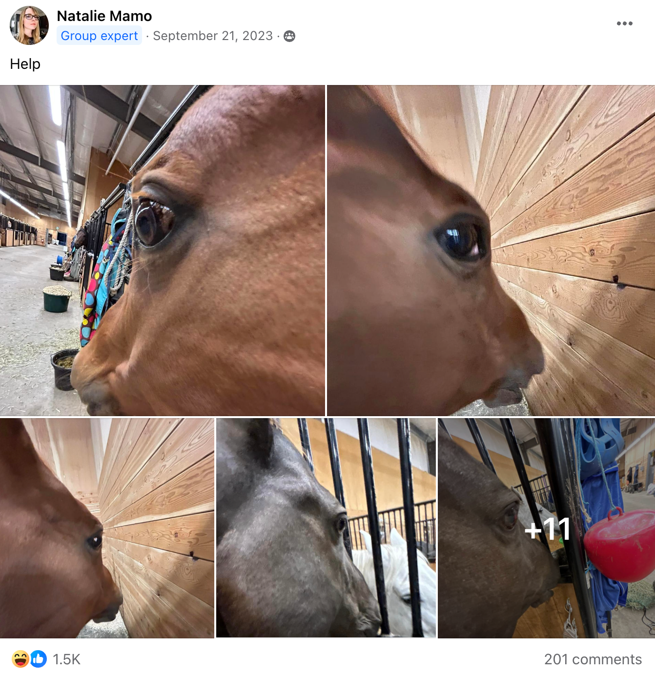 Side Eye Horse Meme Side Eye Horse Meme