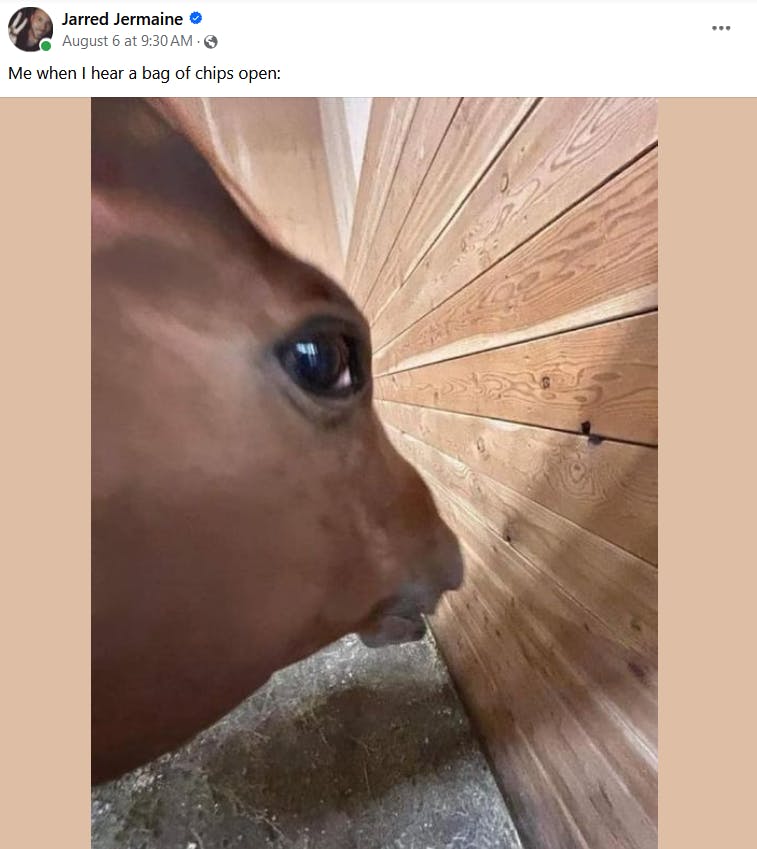 Side eye horse meme about hearing a bag of chips open.