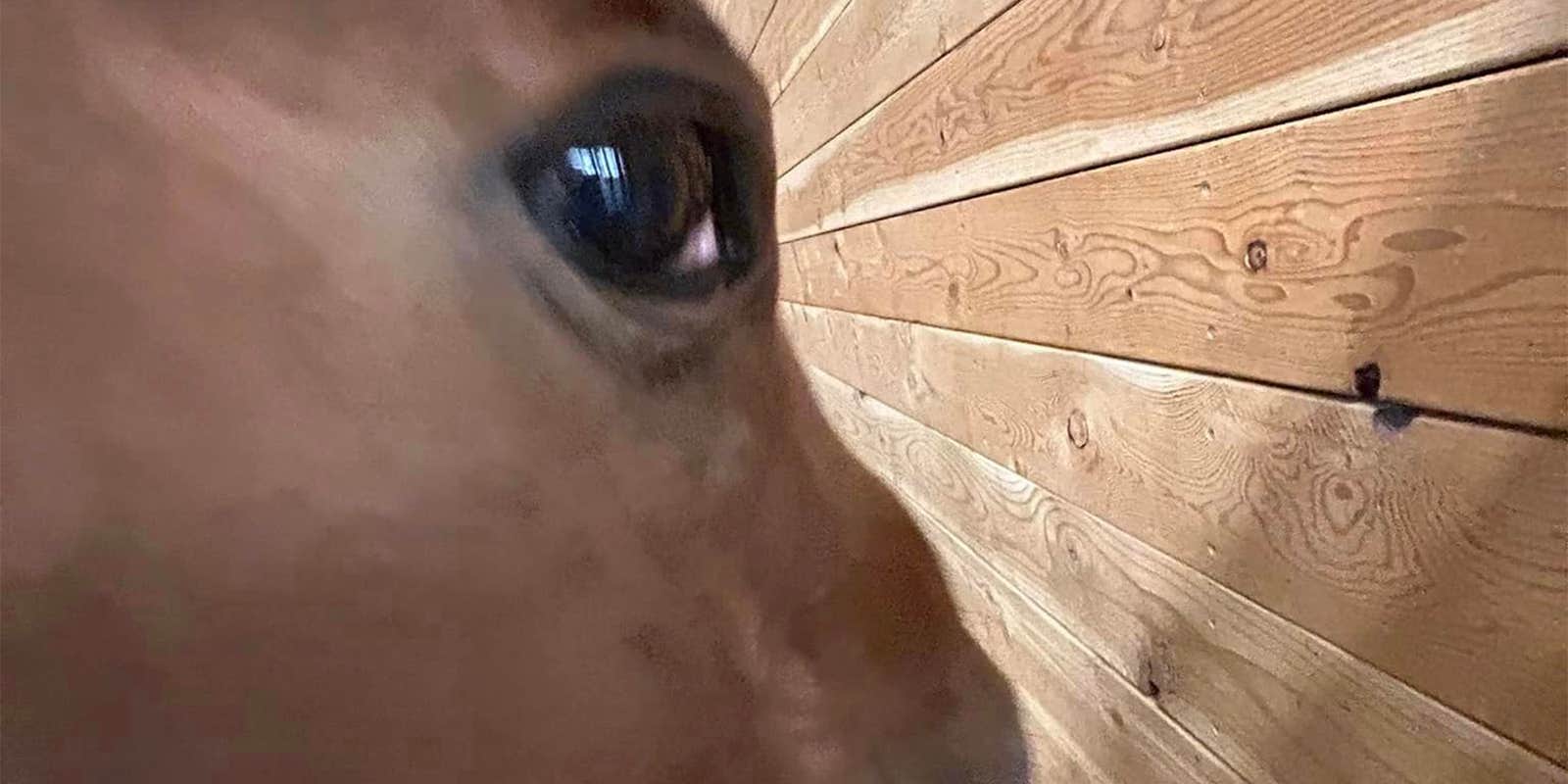 Side Eye Horse Meme