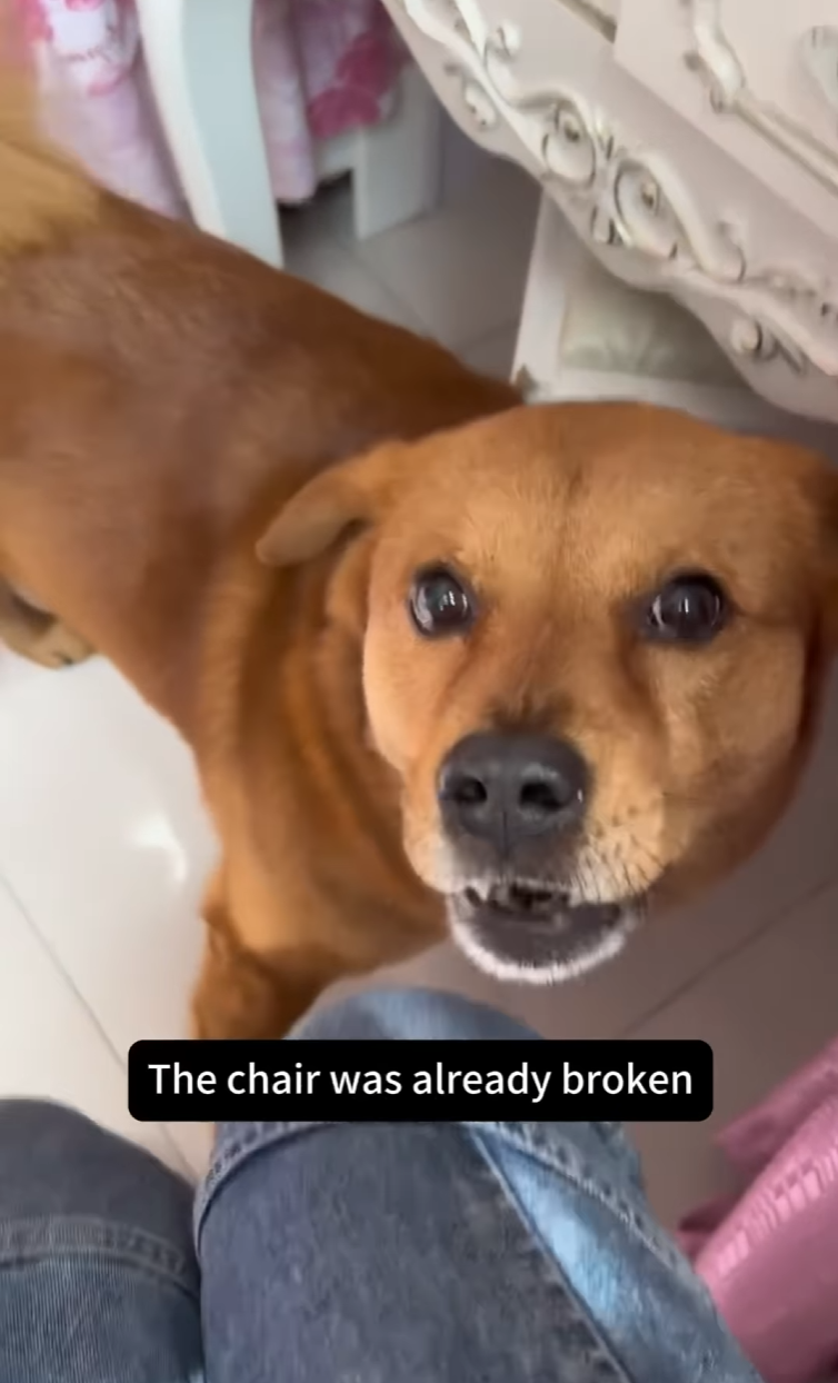 Screenshot of an Instagram reel that says, 'The chair was already broken.' with XiaoPang staring with ears down at the camera.