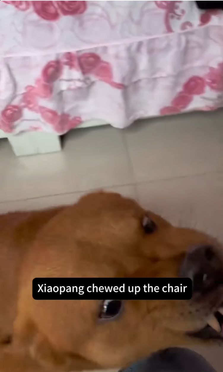 Screenshot of an Instagram reel that says, 'Xiaopang chewed up the chair.' showing a growling dog baring his teeth.