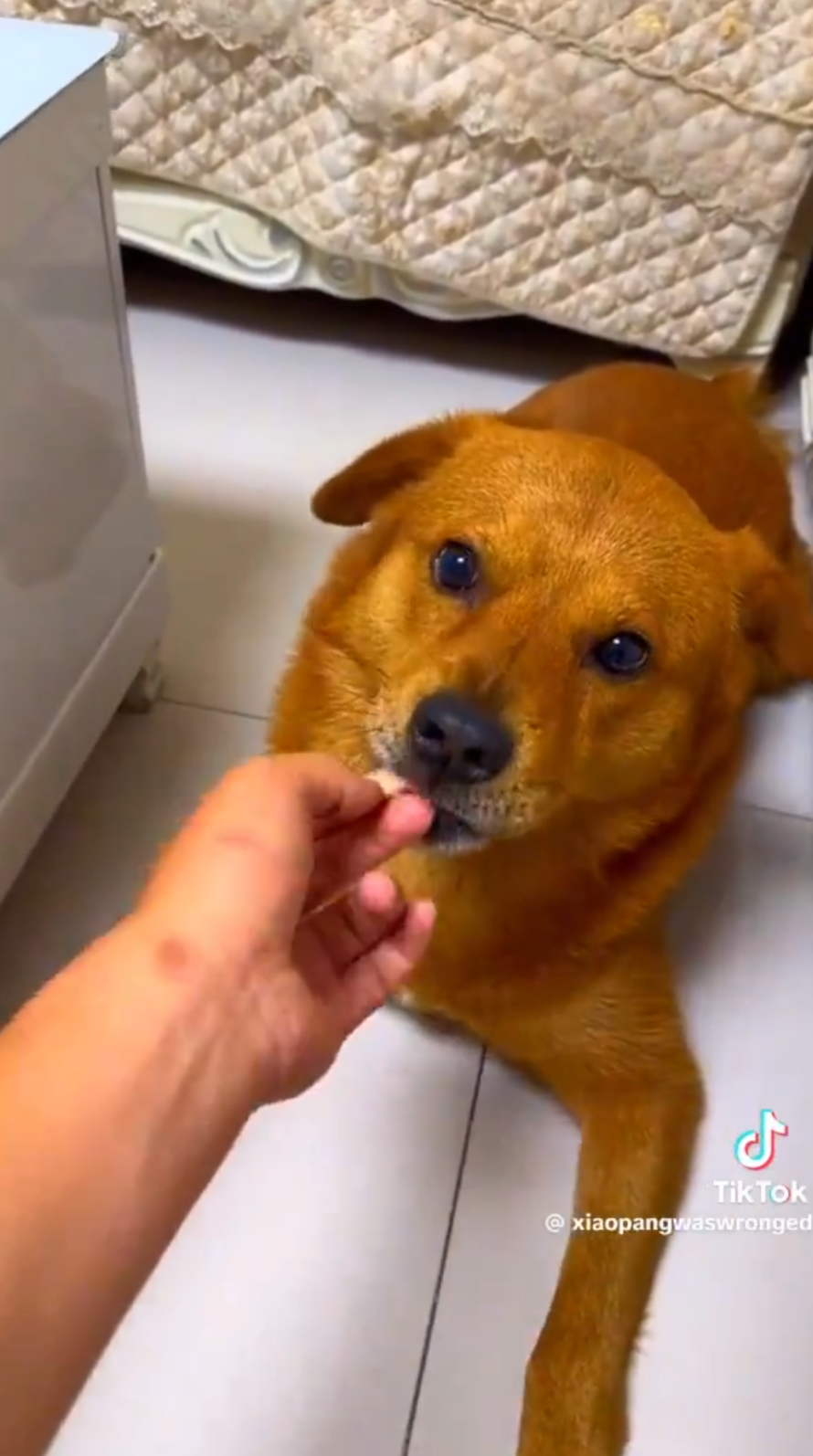 Screenshot of a very orange dog being fed roasted duck.