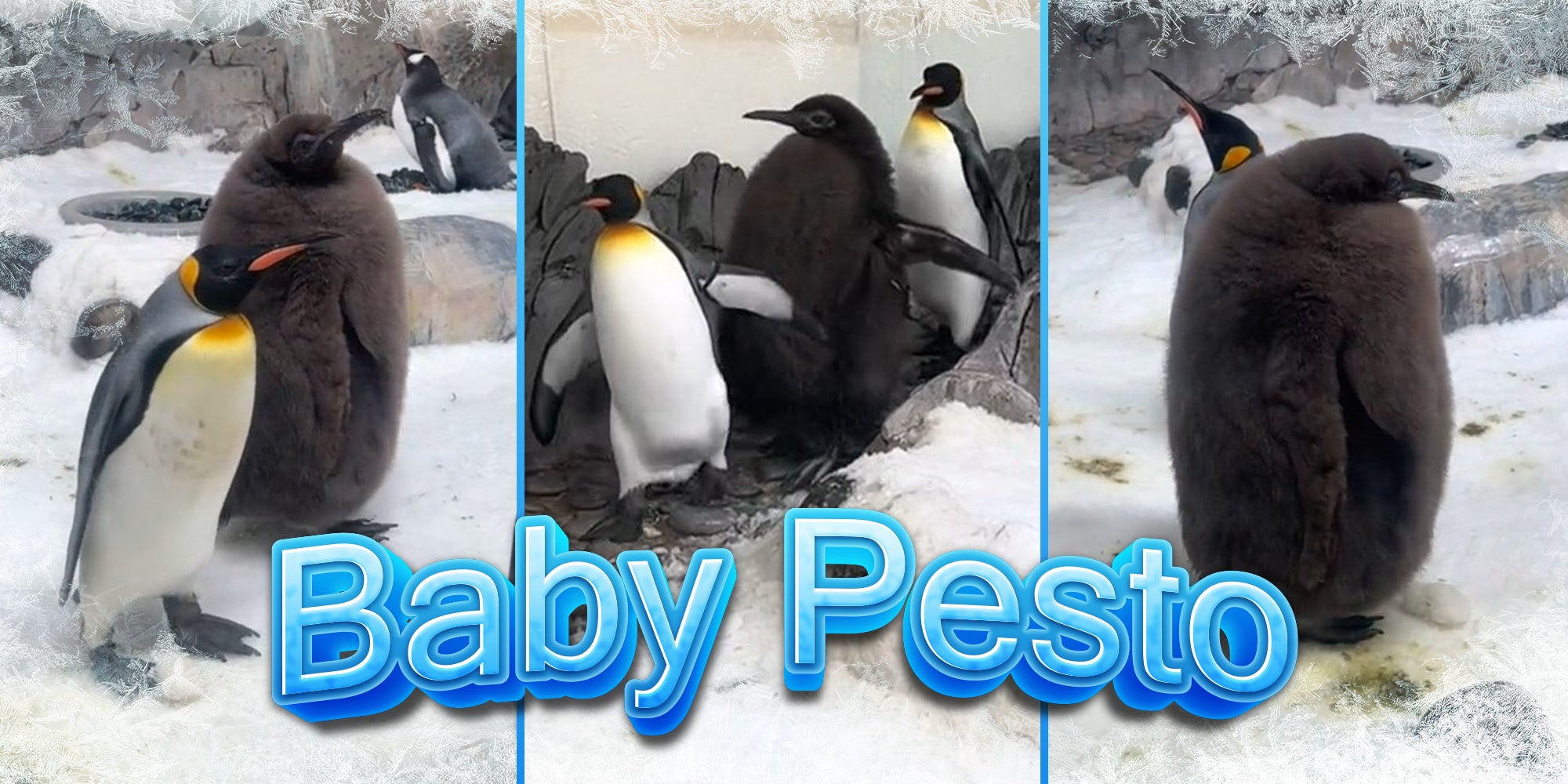 adult Penguins and large fuzzy baby penguin