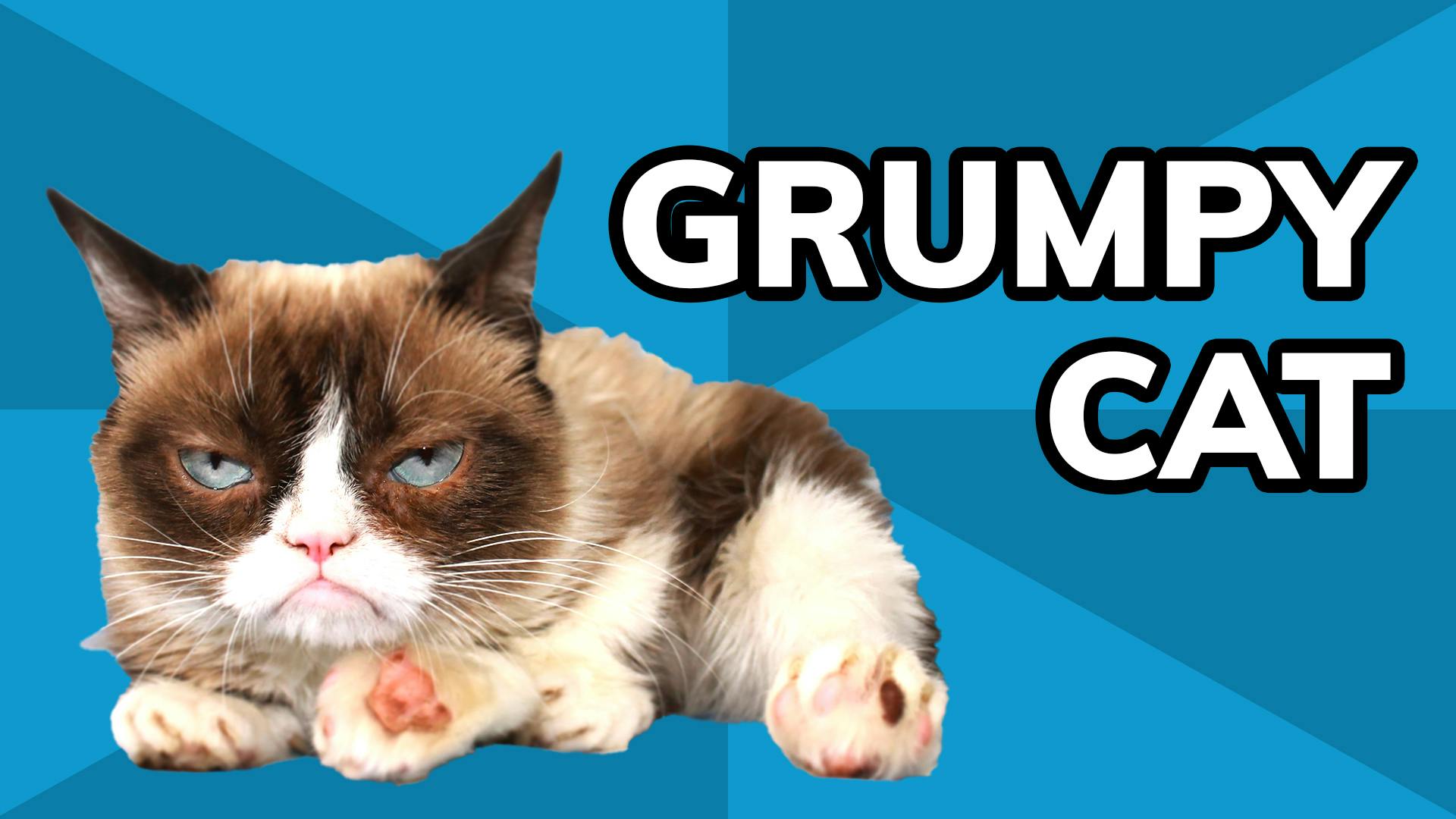 Grumpy Cat meme