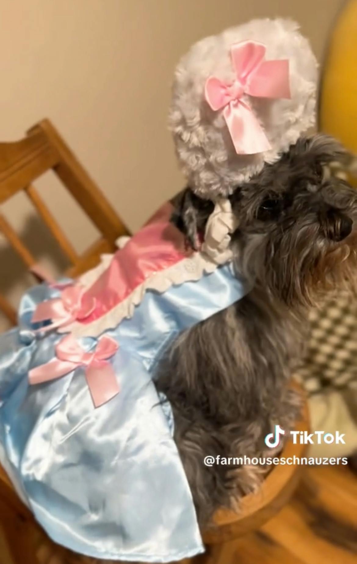 Schnauzer in Bridgerton costume