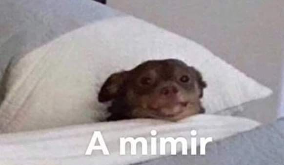 a mimir dog meme