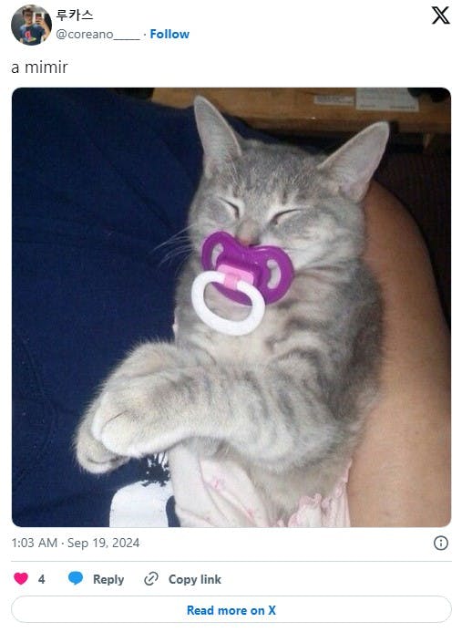 cat with pacifier