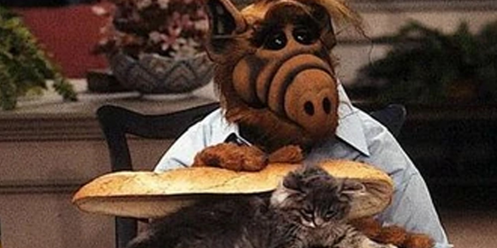 Alf putting a cat on bread