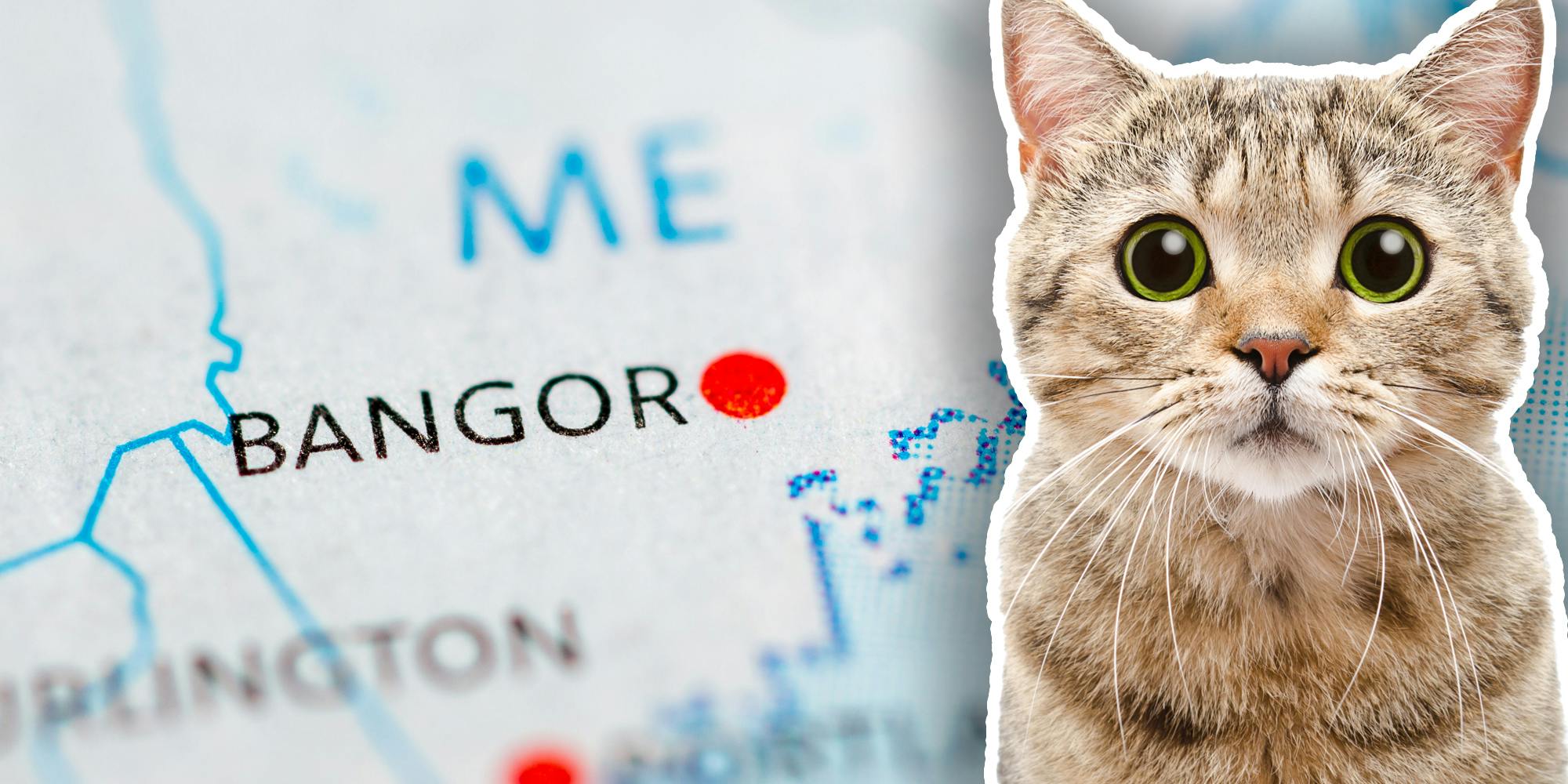 Cat over map of Maine