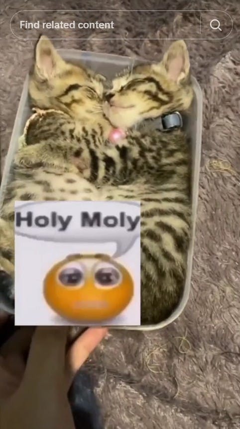 cats holy moly meme