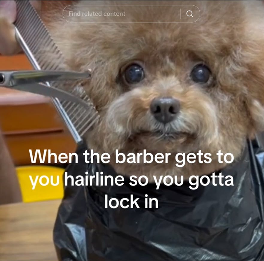 Lock in meme with a video of a dog getting a hair cut.