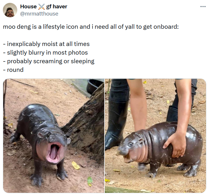 Moo Deng baby hippo meme calling her a lifestyle icon.