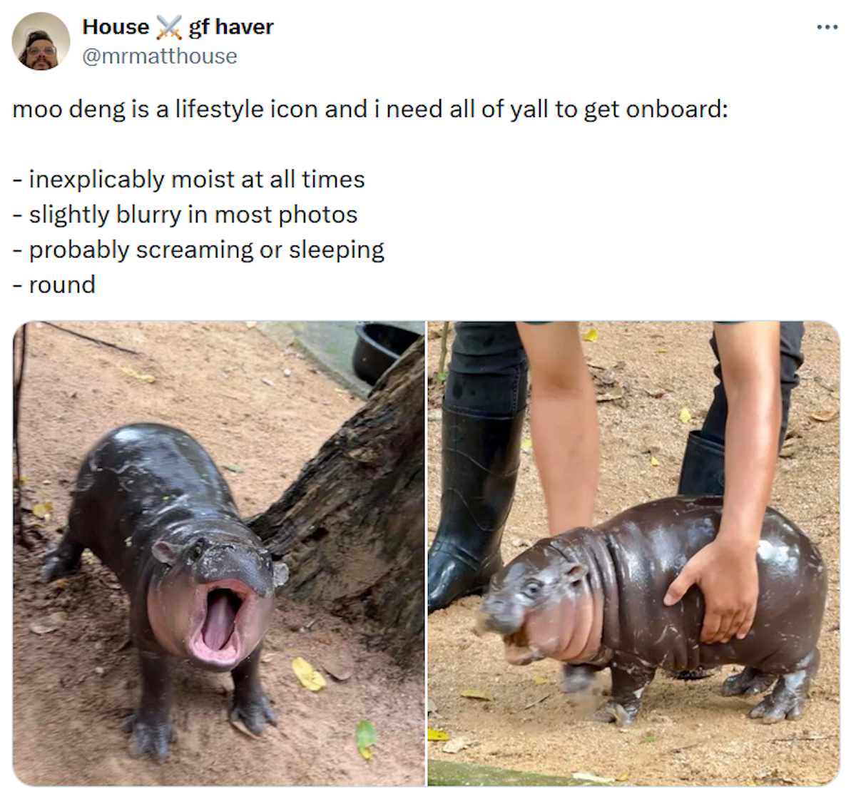 Moo Deng The Screaming Baby Hippo Is 2024's Cutest Meme