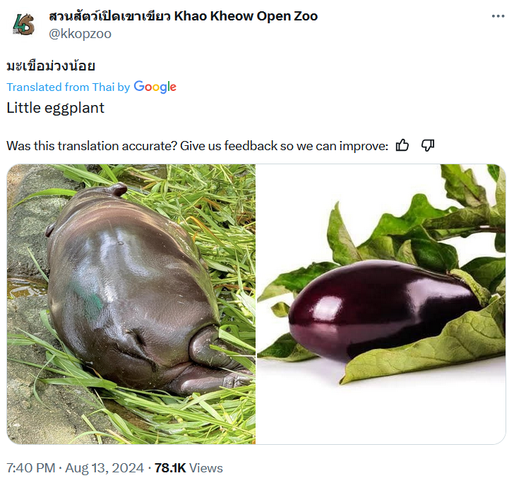 Moo Deng baby hippo meme comparing her to an eggplant.